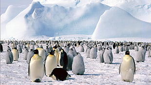group of penguins HD wallpaper