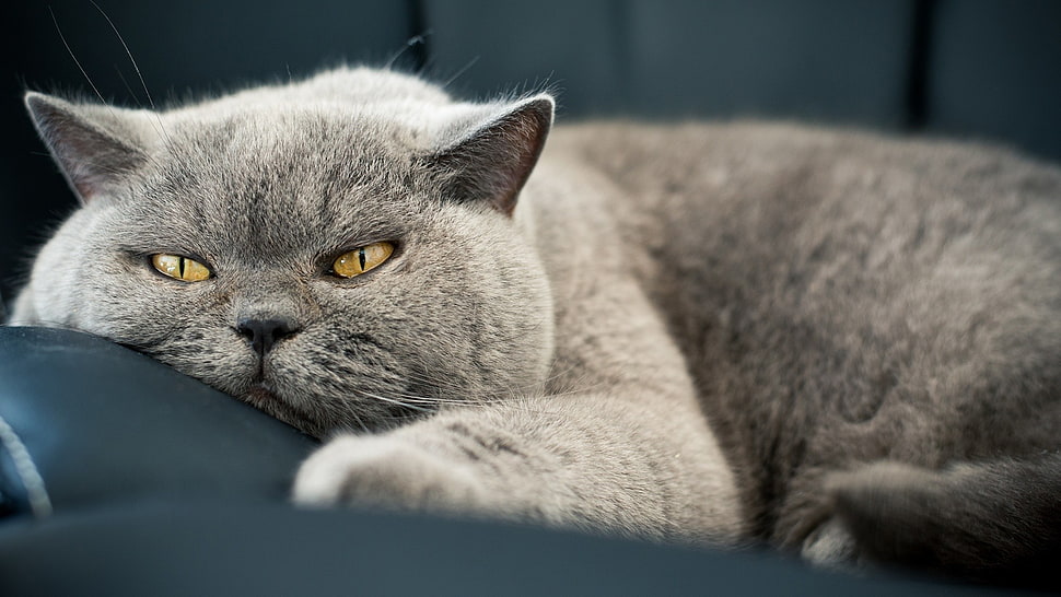short-fur gray cat, cat, gray, feline, animals HD wallpaper