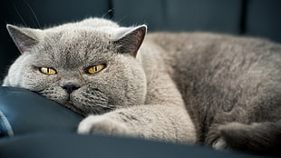 short-fur gray cat, cat, gray, feline, animals