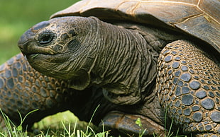 depth of field portrait photo of tortoise