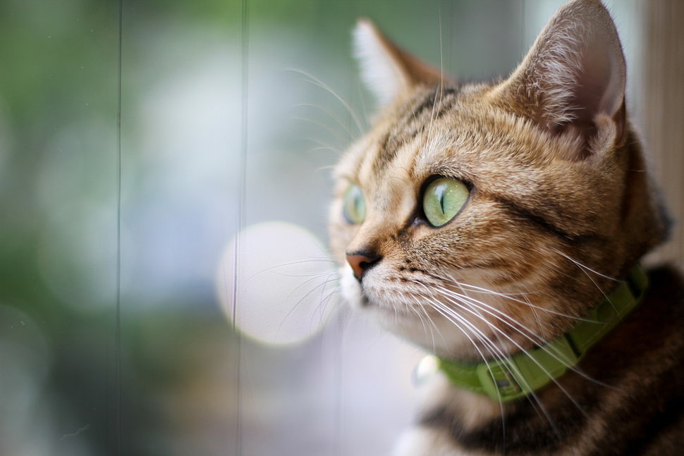 selective focus photography of orange tabby cat with green collar HD wallpaper