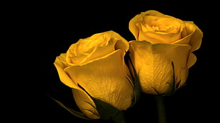 two yellow roses, nature, plants, flowers, macro