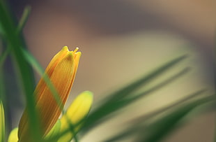 selective focus photography of yellow petaled flower plant
