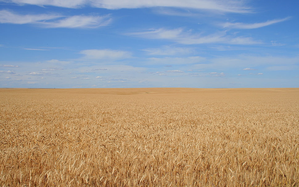 brown wheat field, field HD wallpaper