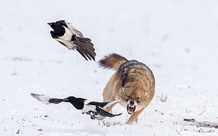 brown fox, snow, wolf, wildlife, birds