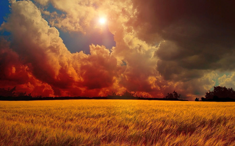 white clouds and green grass, field, wheat, clouds, sky HD wallpaper