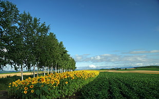 Sunflower field beside trees and grasses HD wallpaper