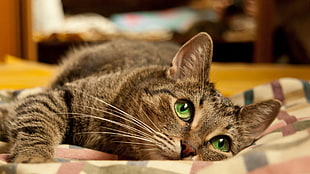 brown tabby cat lying on beige and black plaid textile