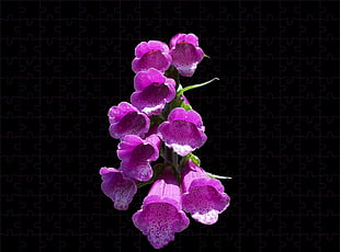 purple petaled flower bloom