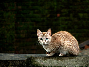 brown cat sitting in gray concrete surface near wall HD wallpaper