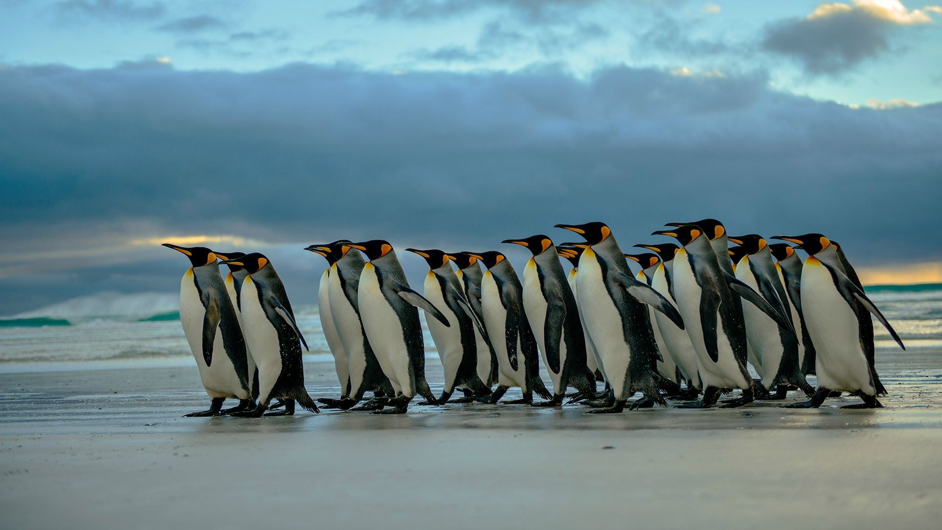 flock of penguin, penguins, birds