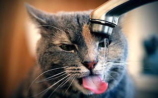 gray cat drinking in faucet