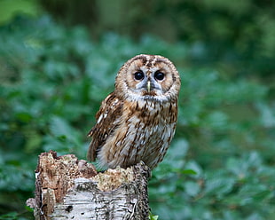 selective photo of owl, tawny owl