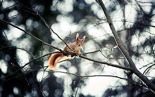 selective color photo of brown Squirrel