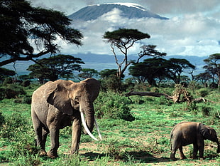 two elephants, elephant