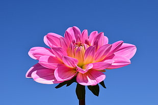 pink petaled flower