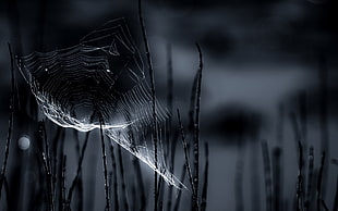 spider web, closeup, spiderwebs HD wallpaper