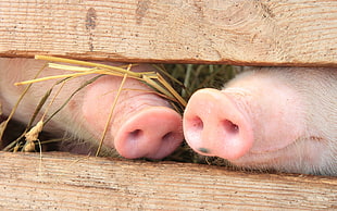 two pigs, animals, baby animals, nature, pigs