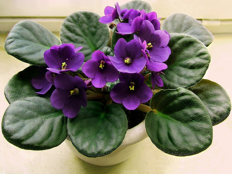 Purple African Violet flower HD wallpaper | Wallpaper Flare