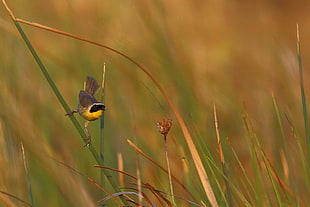 shallow focus photography of bird on green grass during daytime HD wallpaper