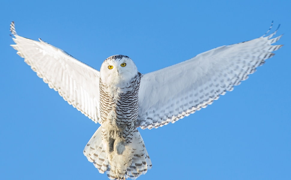 white bald eagle HD wallpaper