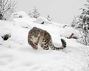 brown and black leopard, animals, snow