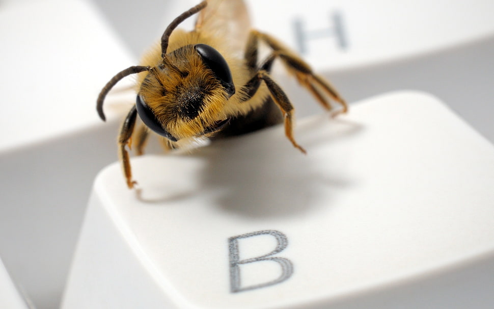 black and yellow bee HD wallpaper