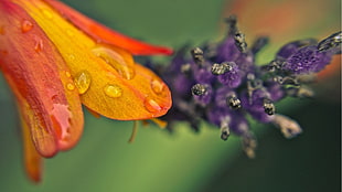 orange and purple flowers selective-focus photography