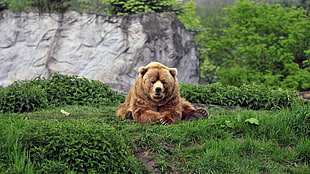 brown bear, animals, bears, mammals HD wallpaper