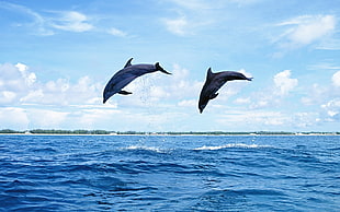 photo of two dolphin leaping during daytime