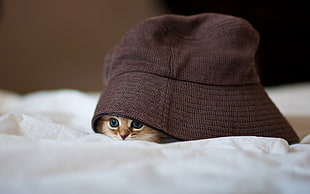 brown kitten hiding on black bucket hat