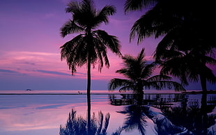 body of water with coconut trees during sunset