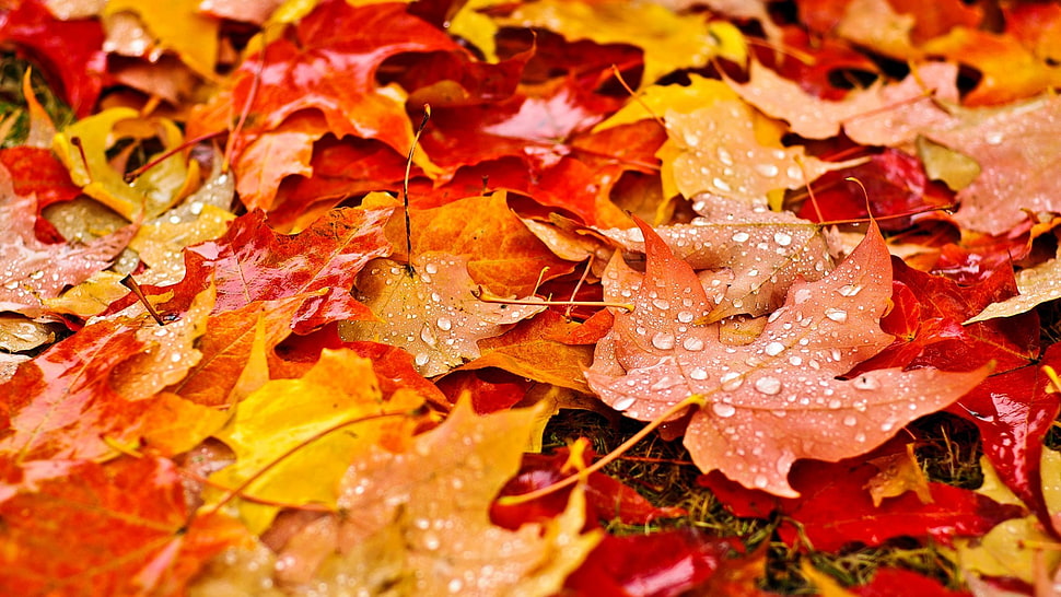 yellow and red leaves, nature, fall, leaves, maple leaves HD wallpaper