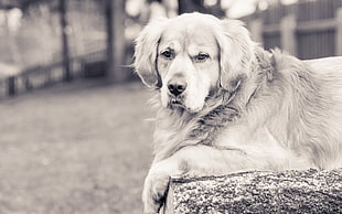 grayscale photo of Golden retriever, monochrome, animals, dog