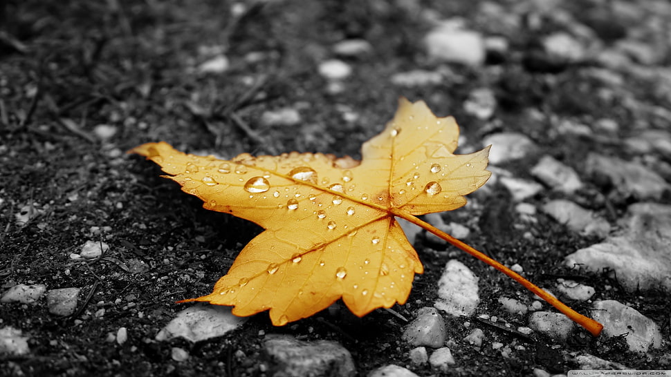 brown maple leaf, nature, leaves, water drops, selective coloring HD wallpaper