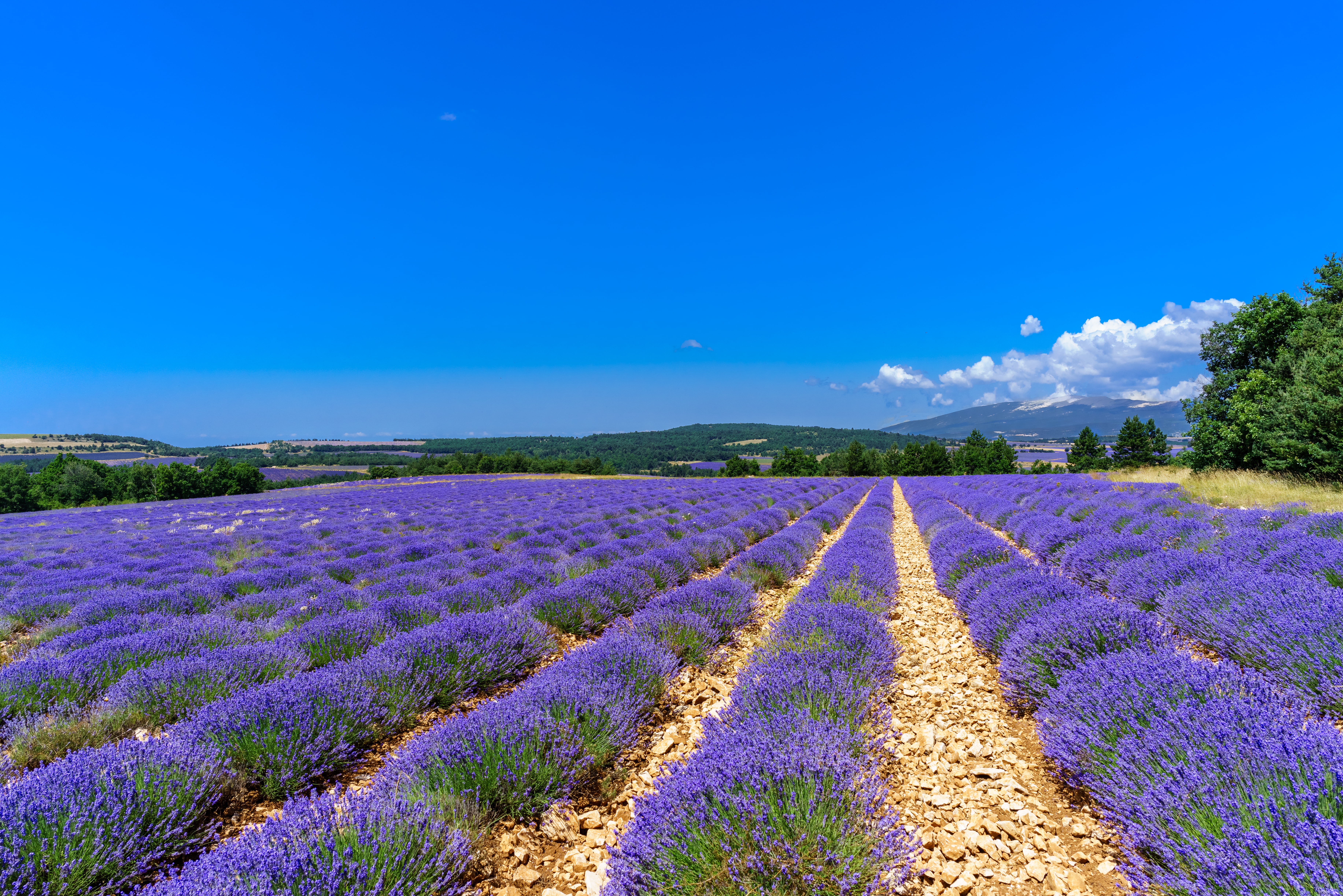 purple petaled flower field