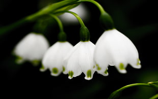 shallow focus of four white flowers