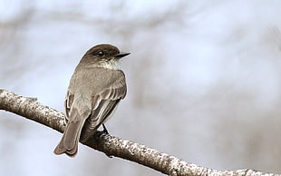 small gray bird perched on the tree, eastern phoebe