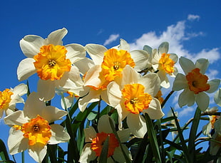 white-and-yellow petaled flowers close up photography HD wallpaper