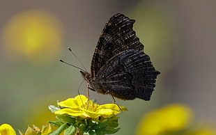 black and brown butterfly on yellow petaled flower
