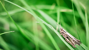 tilt shift focus of brown grasshopper on green grass during daytime