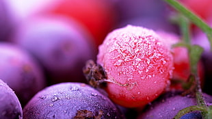 blueberry, fruit, macro