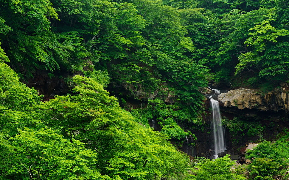 green trees, waterfall, nature, forest, trees HD wallpaper