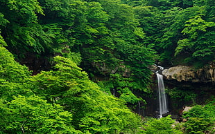 green trees, waterfall, nature, forest, trees