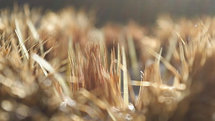 brown and white wooden table decor, cactus, plants, bokeh