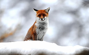Fox on snowy field HD wallpaper