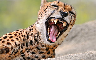cheetah opening his mouth