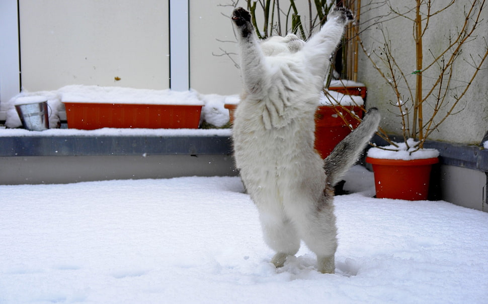 short-fur white cat HD wallpaper