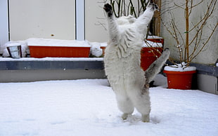 short-fur white cat