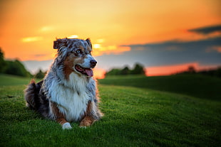 white and brown coated dog sitting on green grass during sunset